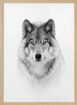 Majestic Wolf Gaze