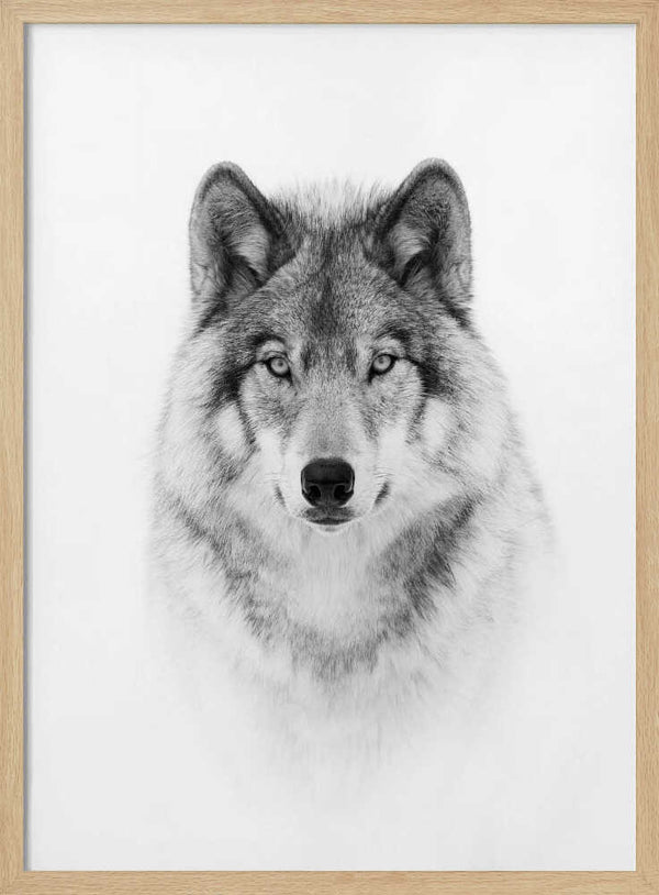 Majestic Wolf Gaze Art Print UK — Portrait Dark Wall Art — Living Room — Wall It All Prints
