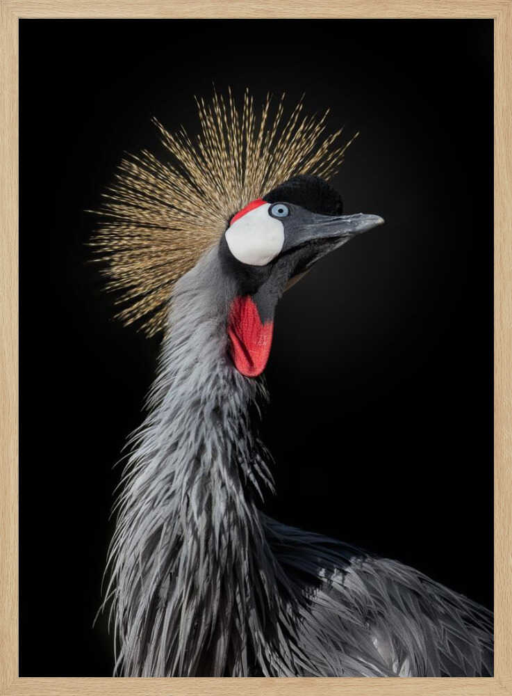 Majestic Crowned Crane Art Print UK — Portrait Dark Wall Art — Living Room — Wall It All Prints