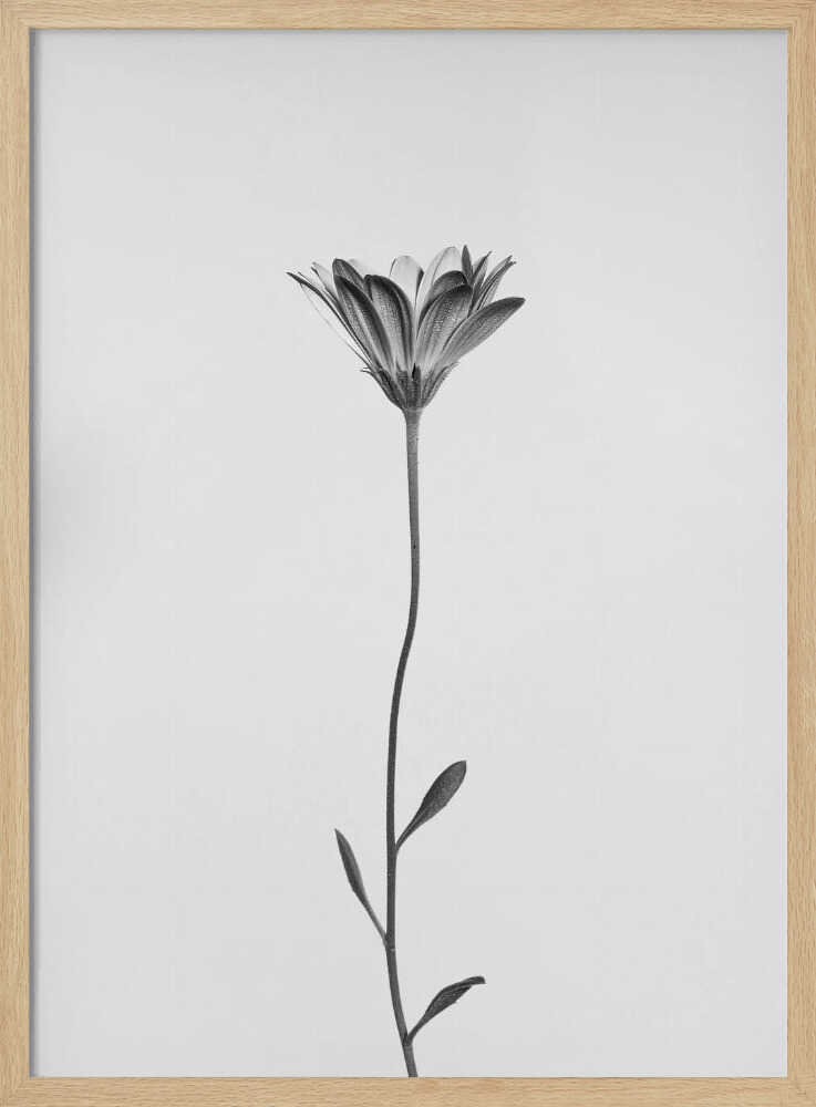 Elegant Floral Silhouette Art Print UK — Botanical Calm Wall Art — Office — Wall It All Prints