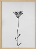 Elegant Floral Silhouette