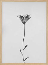 Elegant Floral Silhouette