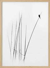 Graceful Reed Bird