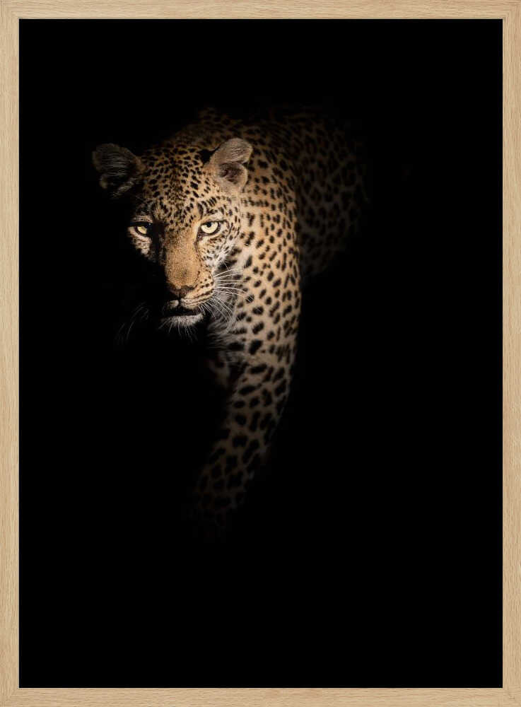 Leopard In Shadow Art Print UK — Dark Moody Dark Wall Art — Living Room — Wall It All Prints