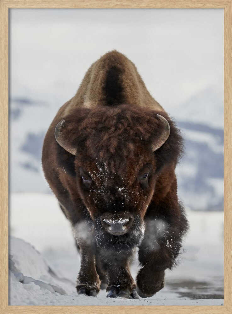 Bison Winter Walk Art Print UK — Portrait Vibrant Wall Art — Living Room — Wall It All Prints