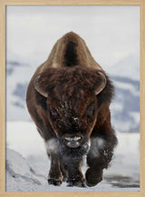 Bison Winter Walk