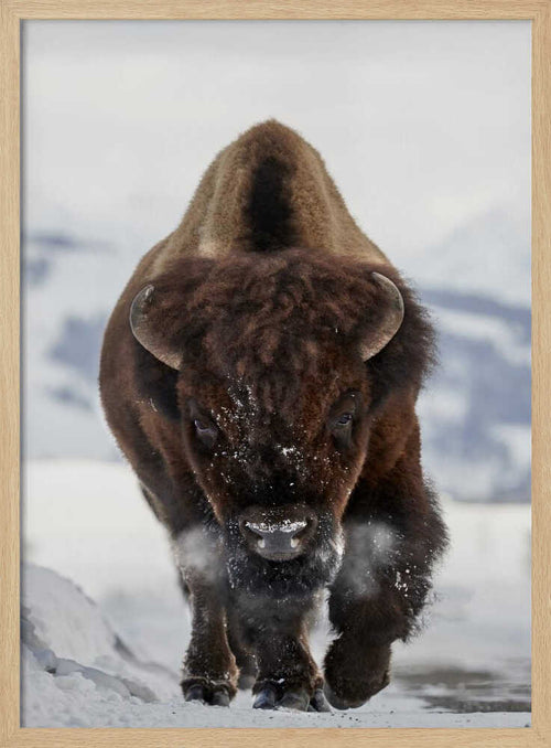 Bison Winter Walk Art Print UK — Portrait Vibrant Wall Art — Living Room — Wall It All Prints
