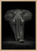 Majestic Elephant Walk