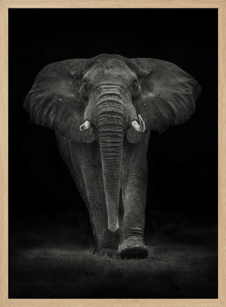 Majestic Elephant Walk Art Print UK — Dark Moody Dark Wall Art — Living Room — Wall It All Prints