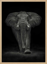 Majestic Elephant Walk