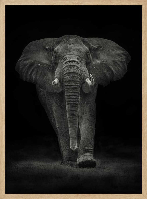 Majestic Elephant Walk Art Print UK — Dark Moody Dark Wall Art — Living Room — Wall It All Prints