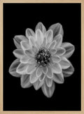 Delicate Monochrome Dahlia