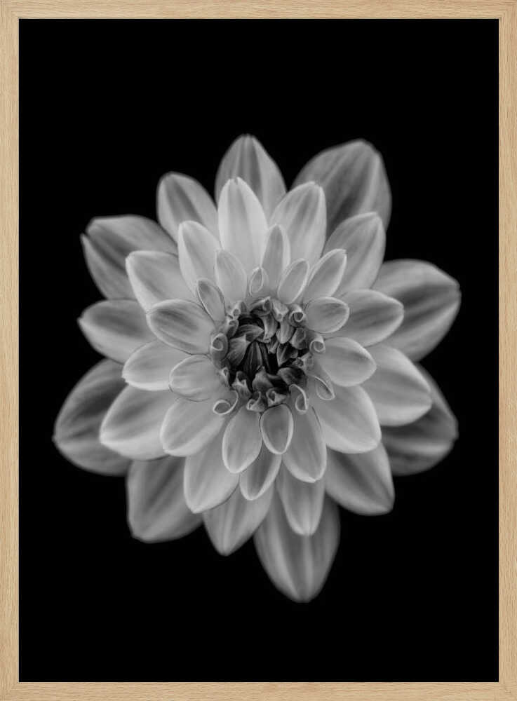 Delicate Monochrome Dahlia Art Print UK — Botanical Calm Wall Art — Office — Wall It All Prints