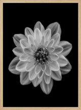Delicate Monochrome Dahlia