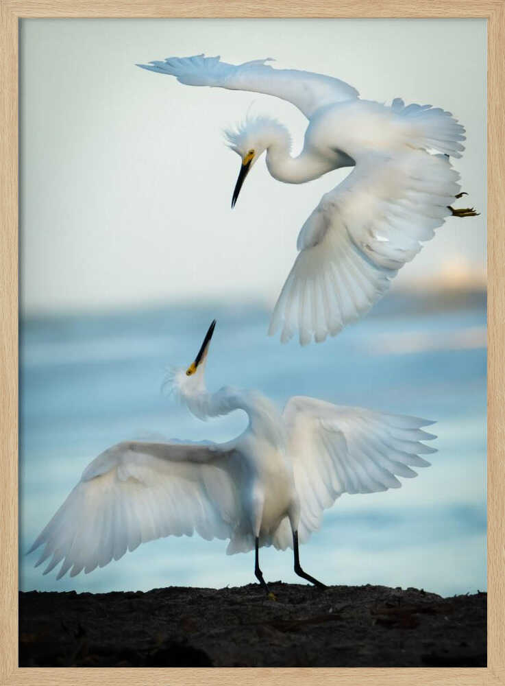 Egrets in Flight Art Print UK — Landscape Elegant Wall Art — Living Room — Wall It All Prints