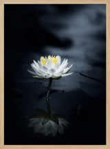 White Lotus Reflection