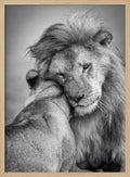 Tender Lion Embrace