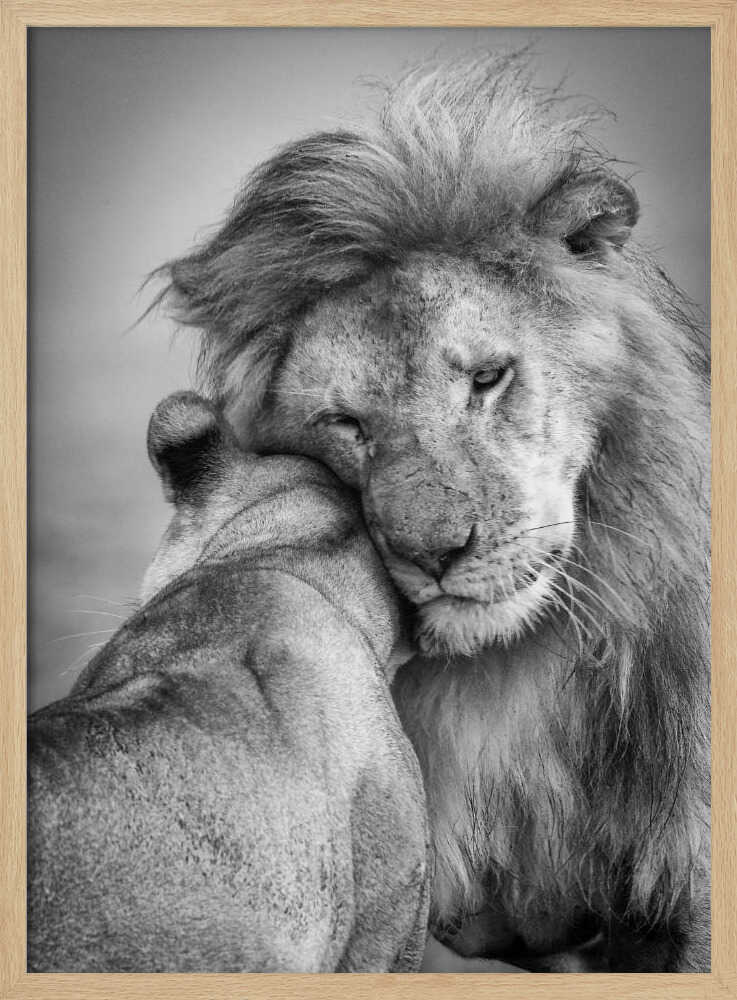 Tender Lion Embrace Art Print UK — Portrait Calm Wall Art — Bedroom — Wall It All Prints