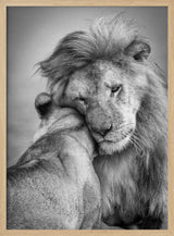 Tender Lion Embrace