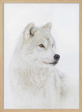 Majestic Arctic Wolf