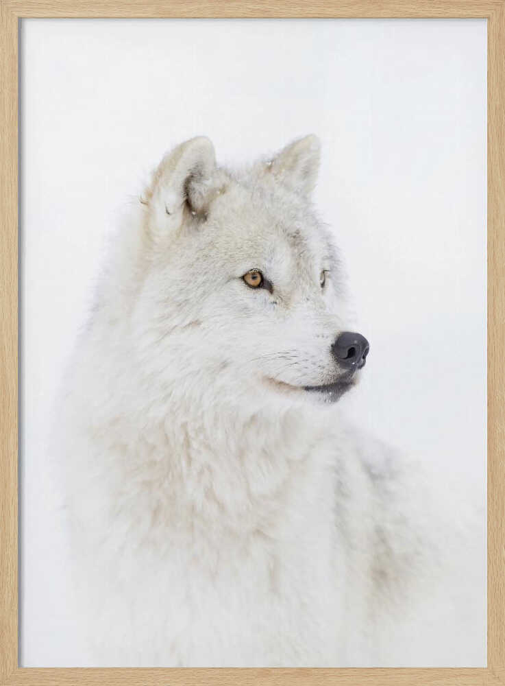 Majestic Arctic Wolf Art Print UK — Portrait Calm Wall Art — Bedroom — Wall It All Prints