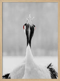 Red-crowned Cranes Duet