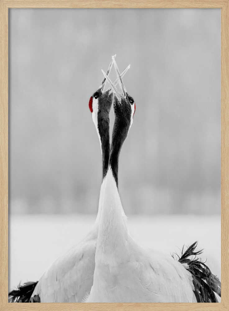 Red-crowned Cranes Duet Art Print UK — Japanese Calm Wall Art — Office — Wall It All Prints
