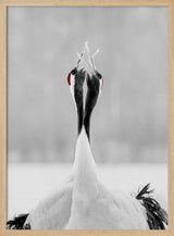 Red-crowned Cranes Duet Art Print UK — Japanese Calm Wall Art — Office — Wall It All Prints