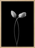 Elegant Tulip Embrace