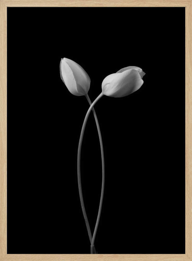 Elegant Tulip Embrace Art Print UK — Botanical Calm Wall Art — Bedroom — Wall It All Prints