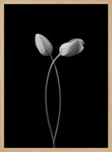 Elegant Tulip Embrace