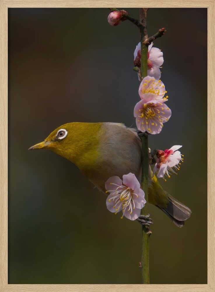 Mejiro in Bloom Art Print UK — Japanese Fresh Wall Art — Living Room — Wall It All Prints