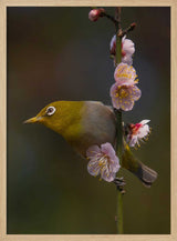 Mejiro in Bloom Art Print UK — Japanese Fresh Wall Art — Living Room — Wall It All Prints