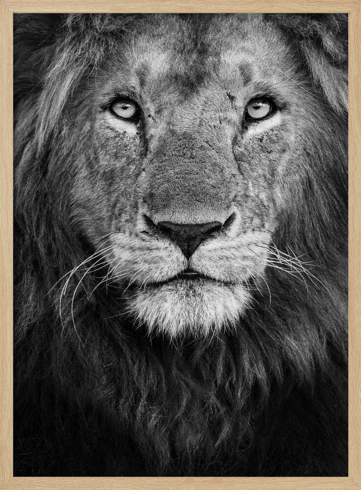 Majestic Lion Portrait Art Print UK — Portrait Dark Wall Art — Living Room — Wall It All Prints