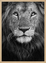 Majestic Lion Portrait