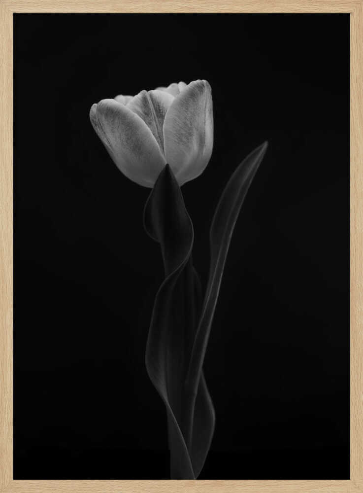 Monochrome Tulip Elegance Art Print UK — Botanical Calm Wall Art — Office — Wall It All Prints