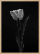 Monochrome Tulip Elegance