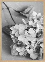 Monochrome Hydrangea Still Life