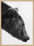 Grizzly Bear Profile