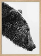 Grizzly Bear Profile