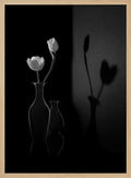 White Tulips and Shadows