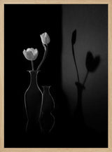White Tulips and Shadows