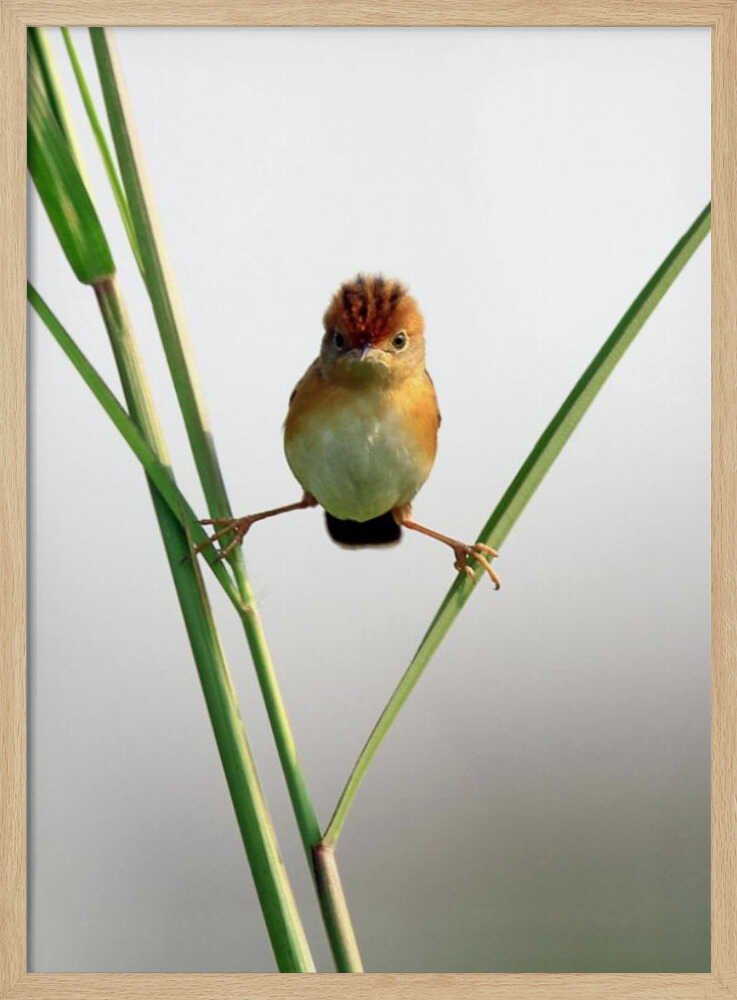 Curious Crested Bird Art Print UK — Botanical Vibrant Wall Art — Office — Wall It All Prints