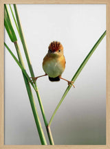 Curious Crested Bird