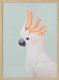 Cockatoo