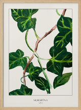 Green Ivy Botanical