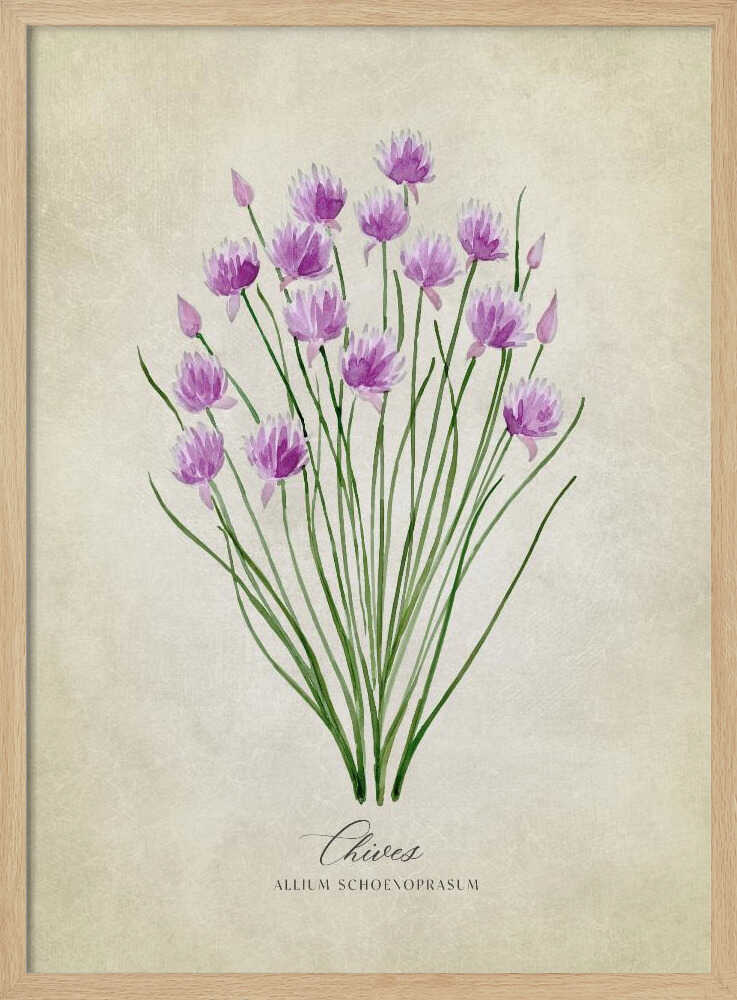 Fresh Chives Bloom Art Print UK — Botanical Fresh Wall Art — Kitchen — Wall It All Prints