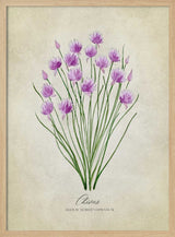 Fresh Chives Bloom