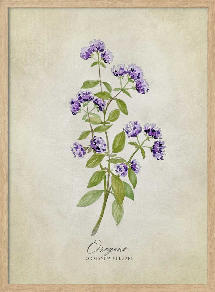 Purple Oregano Botanical Art Print UK — Botanical Fresh Wall Art — Kitchen — Wall It All Prints