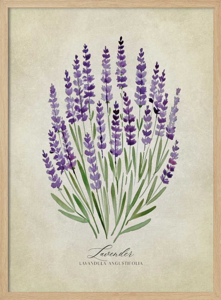 Purple Lavender Botanical Art Print UK — Botanical Fresh Wall Art — Kitchen — Wall It All Prints
